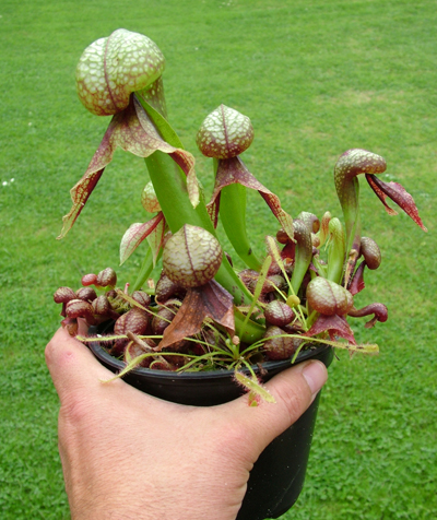 دارلینگتون